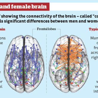 Výzkum scanů mozku mužů a žen dokazuje existenci dvou pohlaví